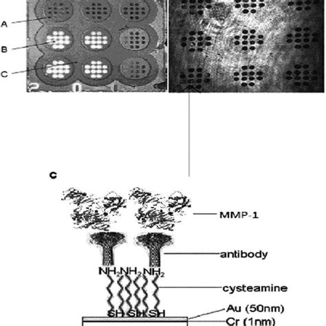 Example Of Covalent Antibody Immobilization C And Picture Of The Chip