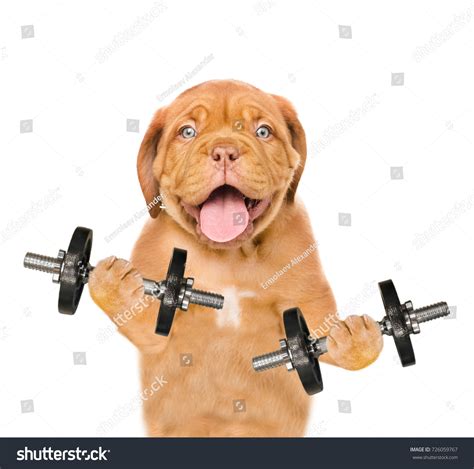 Funny Fitness Dog Lifting Heavy Big Stock Photo 726059767 | Shutterstock