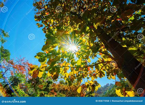 The Canopy Of Tall Trees Framing A Clear Blue Sky Stock Photo Image