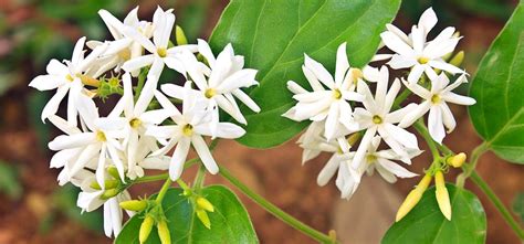 Jasmine: The National Flower of Pakistan