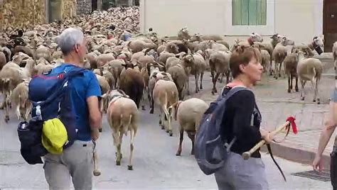 Saint Mamert Du Gard Passage De La Transhumance Vid O Dailymotion