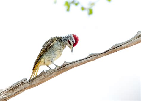 Speckle Throated Woodpecker Campethera Scriptoricauda Photo Call And Song