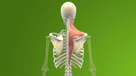 Musculus Trapezius Medizinische Illustration Und Grafik