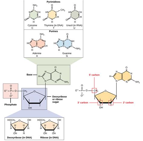 11 The Structure Of Dna Biology Libretexts