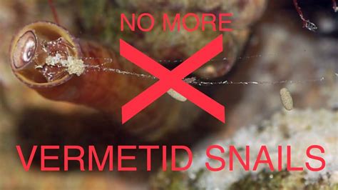 How To Eliminate Vermetid Snails Youtube