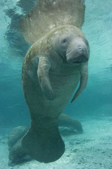 Pin By Jessie Engelhardt On Manatees Manatee Animals Walrus