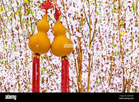 Chinese Bottle Gourd Hi Res Stock Photography And Images Alamy