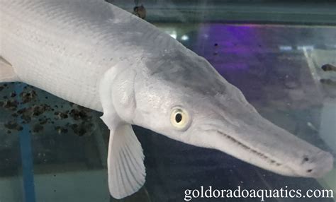 √ Aquarium Full Grown Alligator Gar Fischlexikon