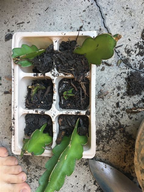 Dragonfruit Plant Base. pitaya - Etsy