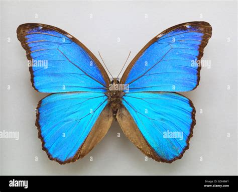 Menelaus Blue Morpho Morpho Menelaus Isolated Stock Photo Alamy