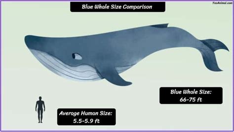 Blue Whale Size: How Big Are They Compared To Others?