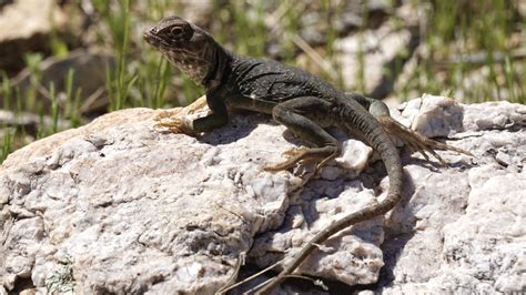 Eastern Collared Lizard From Coronado National Forest Tucson Az Us