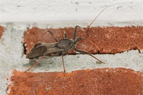 Premium Photo Silent Assassin The Wheel Bugs Stealthy Presence In The