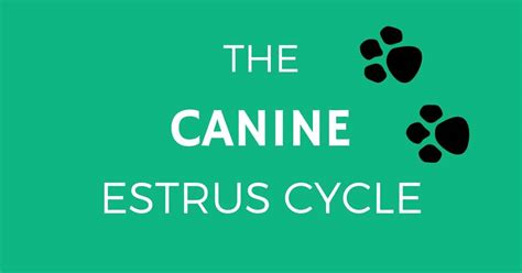 The Canine Estrus Cycle - I Love Veterinary