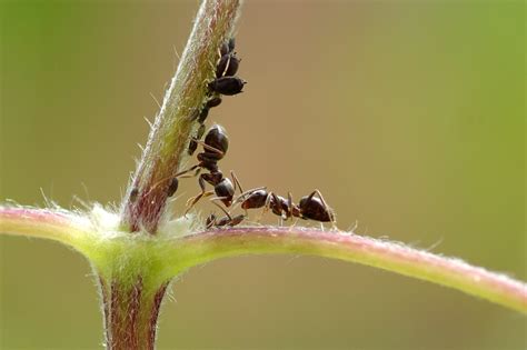 Quer Se Ver Livre De Formigas Conhe A Os M Todos De Controle De Formigas