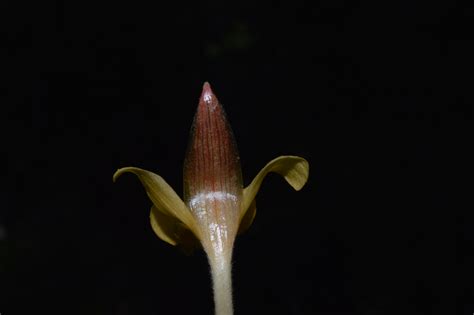 Zingiber Chrysanthum Eflora Of India