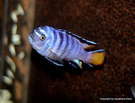 Pseudotropheus Elongatus Mpanga Aquahaus Gaus Qualität Die Man Sieht