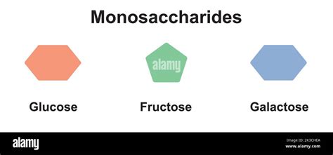 Chemical Illustration Of Monosaccharides Glucose Fructose And Galactose Vector Illustration