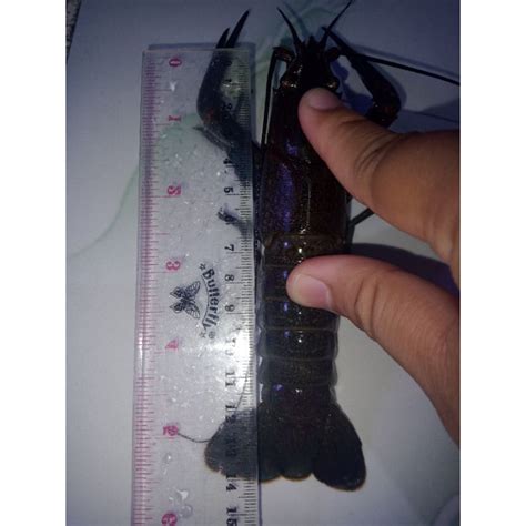 Jual Indukan Lobster Air Tawar Betina Inch Shopee Indonesia