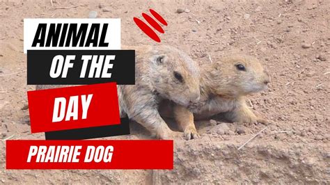 Prairie Dog Animal Of The Day Educational Animal Videos For Kids