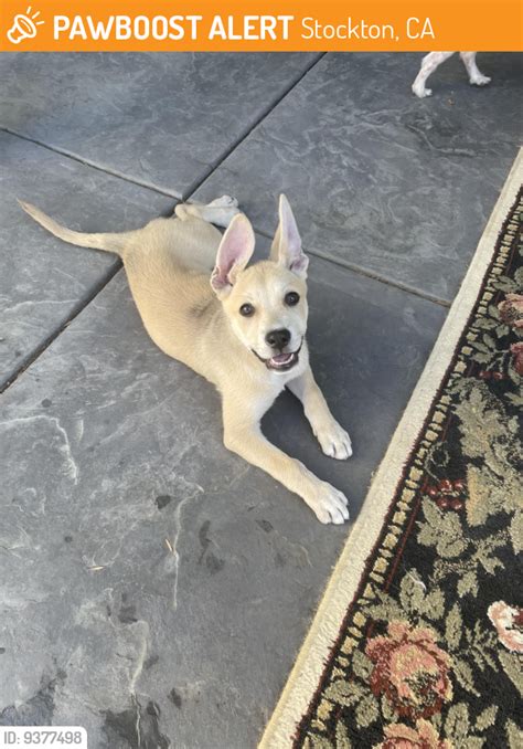 Stockton Ca Stray Female Dog Found Near Westwood Elementary Pawboost