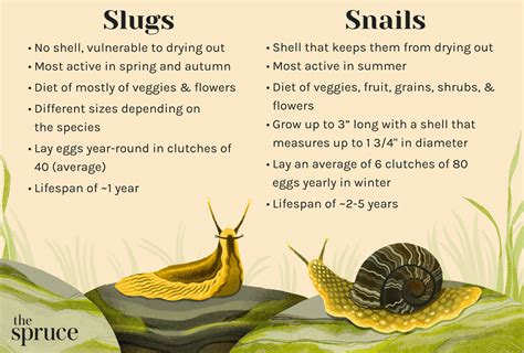 Snail Vs Slug How To Spot The Difference