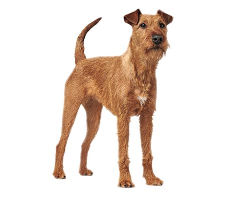 Der Irish Terrier Im Rasseportrait HUNTER Magazin