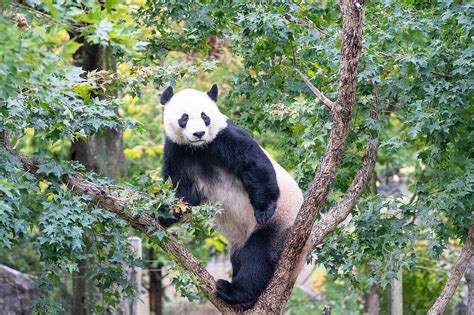 Bei Bei klettert der Große Panda auf Bild kaufen 71407287 Image