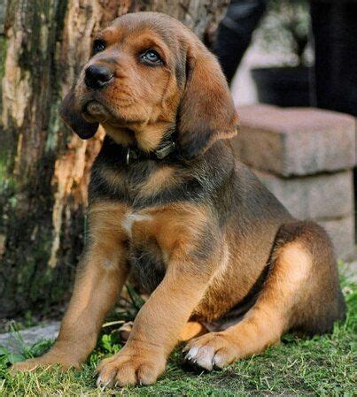 Ogar Polski (polish scenthound) Hound Dog Breeds, Hound Puppies, Puppies And Kitties, Cute ...