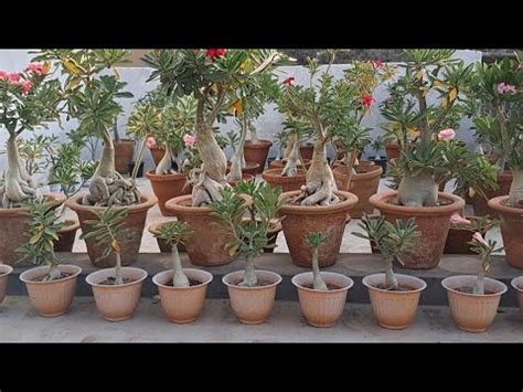 ADENIUM REPOTING AND PRUNING TIPS FOR FEBRUARY YouTube