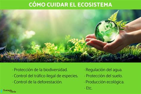 Importancia De Los Ciclos Biogeoqu Micos En El Ecosistema Colombia Verde