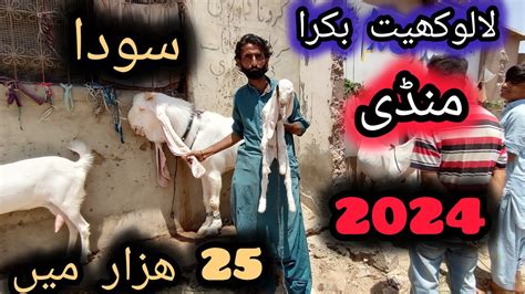 Lalukhet Bakra Mandi Rates Update May 5 2024 Mandi News By Mazhar