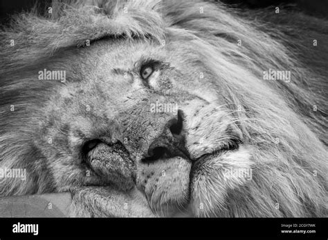 Black white lion portrait hi-res stock photography and images - Alamy