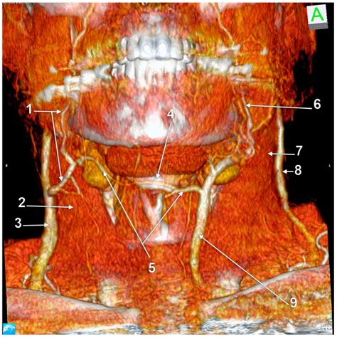 Anatomical Variations Of The External Jugular Vein A Pictorial And Critical Review Pmc