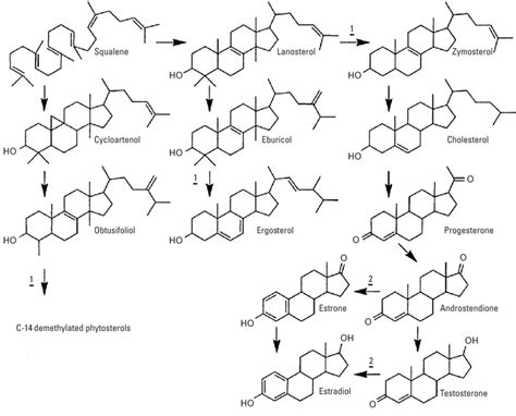 Biosynthesis Of Phytosterols Ergosterol And Mammalian Sex Steroid