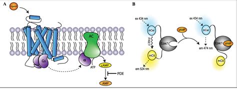 Figure From A Camp Biosensor Based High Throughput Screening Assay