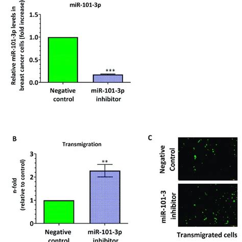 Ectopic Upregulation Of Mir P In Breast Cancer Cells Attenuates