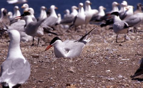 Caspian Tern - Hydroprogne caspia | Wildlife Journal Junior