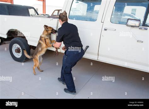 Cbp Canine Hi Res Stock Photography And Images Alamy