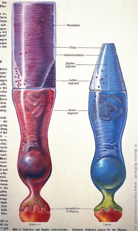 An Image Of Two Vases With Different Parts Labeled In Its Diagram Chart