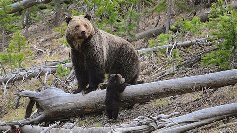 Official: 7 Yellowstone-area grizzly bear attacks this year