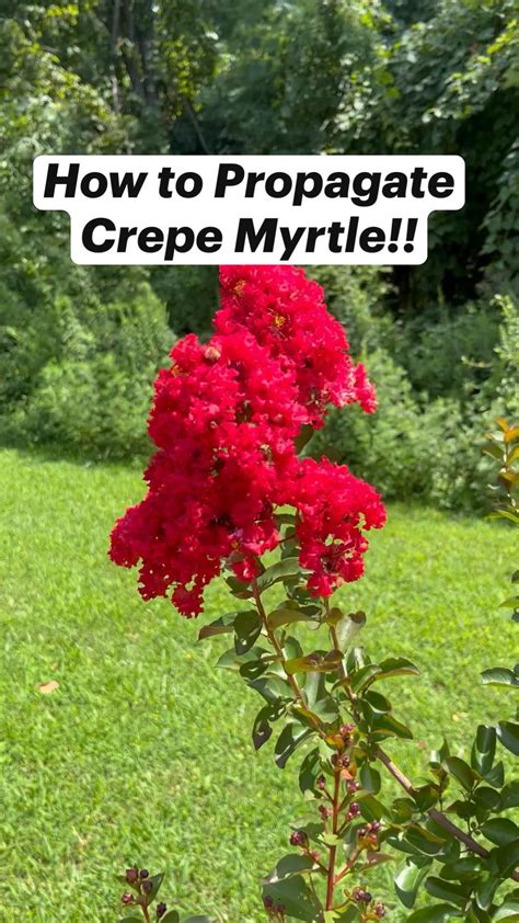 How To Propagate Crepe Myrtle Artofit