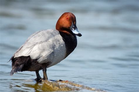 Premium Photo Common Pochard Male Aythya Ferina