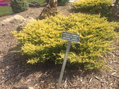 Creeping Juniper Groundcover: Types, Care, and Propagation - Dengarden