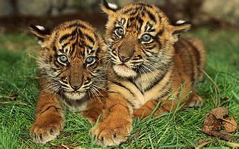 HD tiger_cubs wallpapers | Peakpx