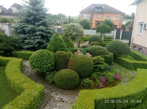 Самшит с туей (70 фото) » НА ДАЧЕ ФОТО