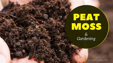 Using Peat Moss To Improve Your Garden Soil Benefits Tips And Techniques