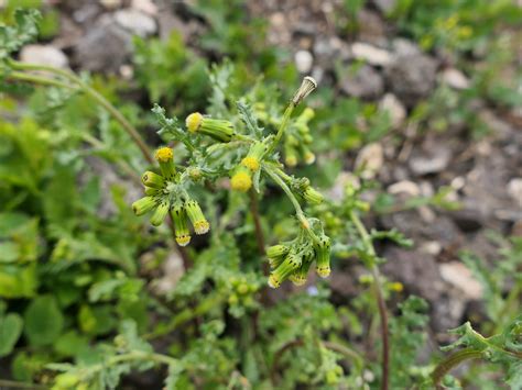 Gew Hnliches Greiskraut Senecio Vulgaris Gemeines Greisk Flickr