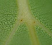 Category:Cinnamomum camphora (leaves) - Wikimedia Commons