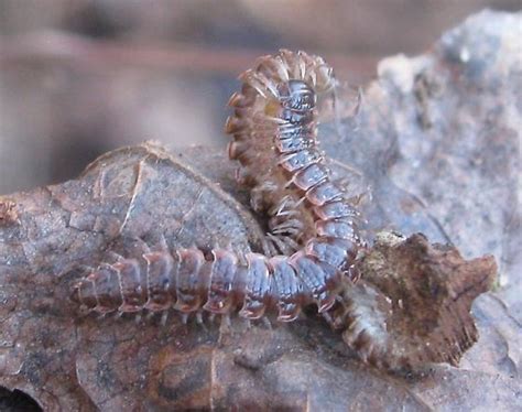 Mating Millipedes Pseudopolydesmus Bugguidenet